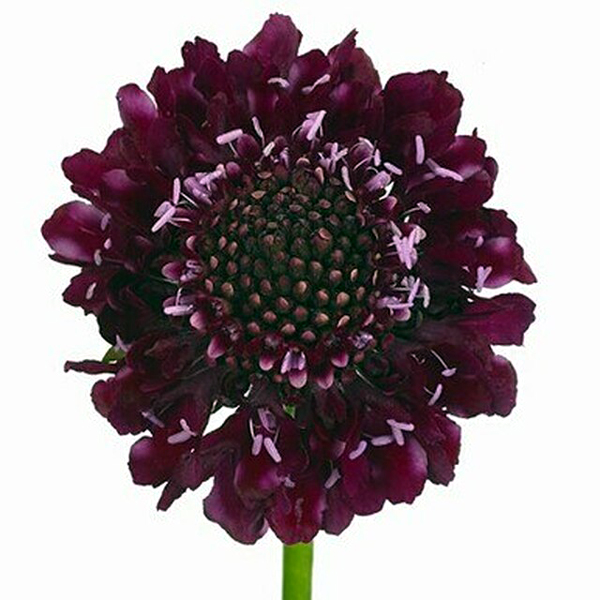 Scabiosa - Raspberry